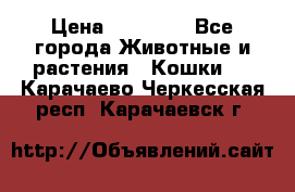 Zolton › Цена ­ 30 000 - Все города Животные и растения » Кошки   . Карачаево-Черкесская респ.,Карачаевск г.